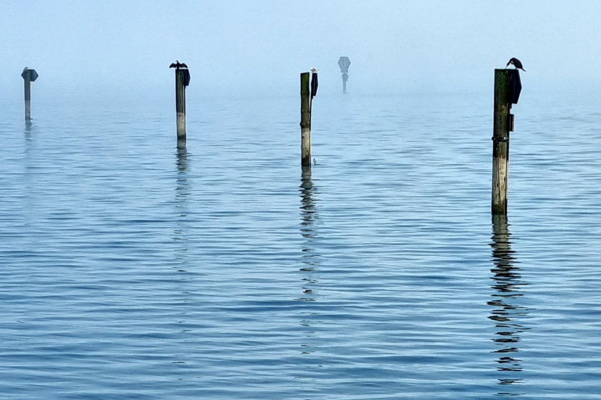 Felchenfang im Bodensee ab 2027 wieder erlaubt