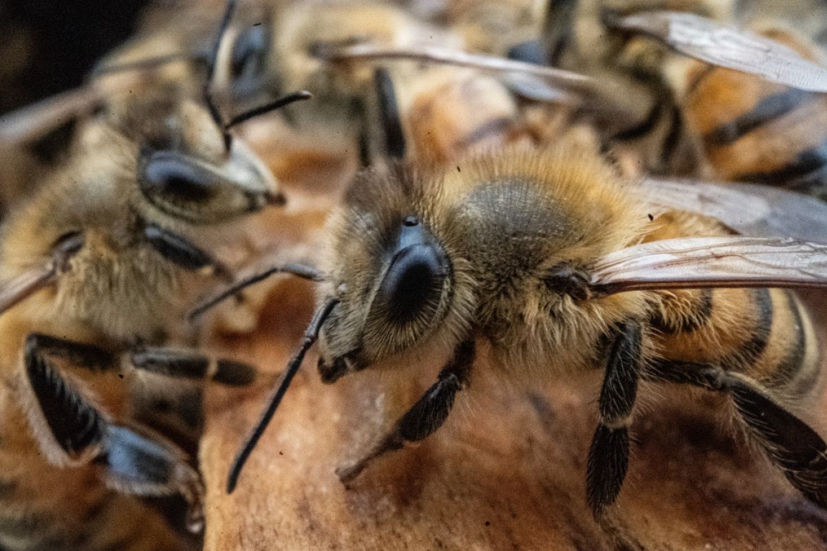 Bienenalarm in Texas nach Laster-Unfall
