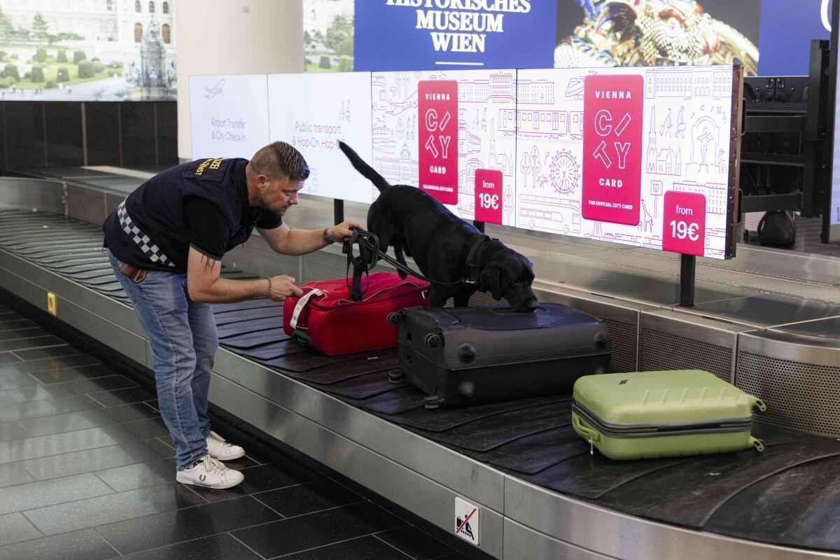 Schon 46 Festnahmen wegen Drogenschmuggels am Flughafen Wien
