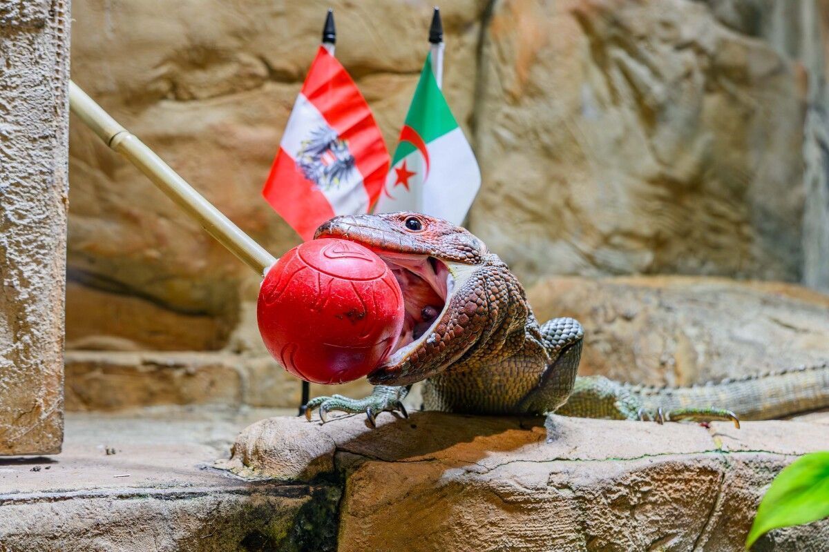 Tierische WM-Orakel in Wien: Tipp auf Algerien