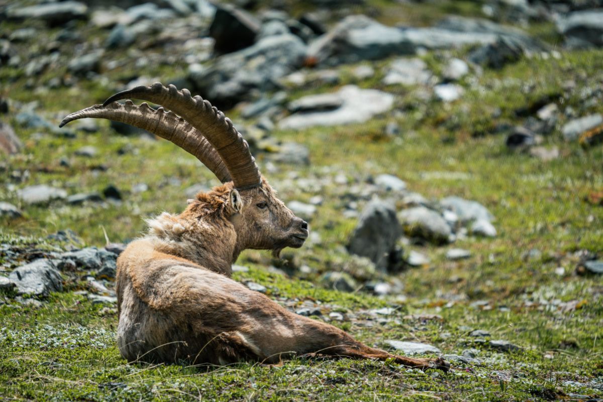 Die Hitze und die Gene: Alpensteinbock wieder in Gefahr