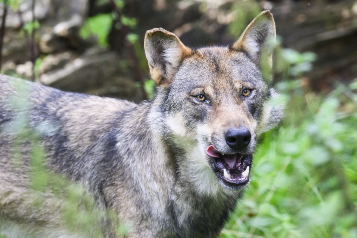 Wolf in Osttirol nach Abschussverordnung erlegt