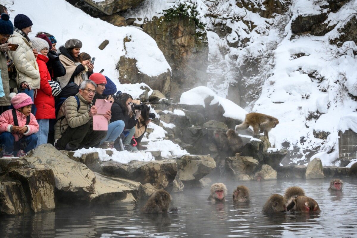 Schneeaffenpark in Japan begrenzt Besucherzahl