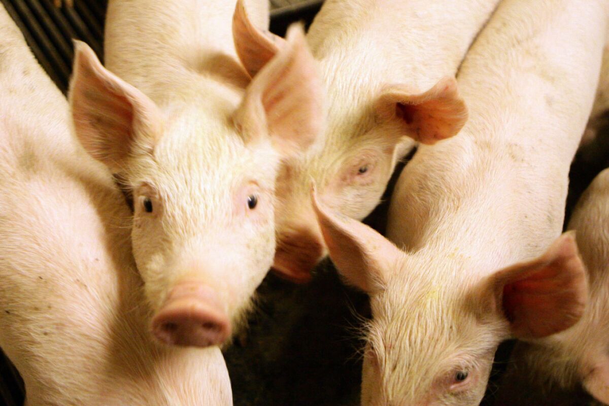 900 Schweine auf A8 von defektem Transporter umgeladen