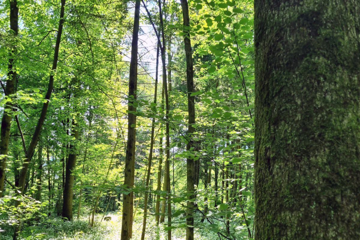 Umweltschützer kartieren schützenswerte Naturwälder