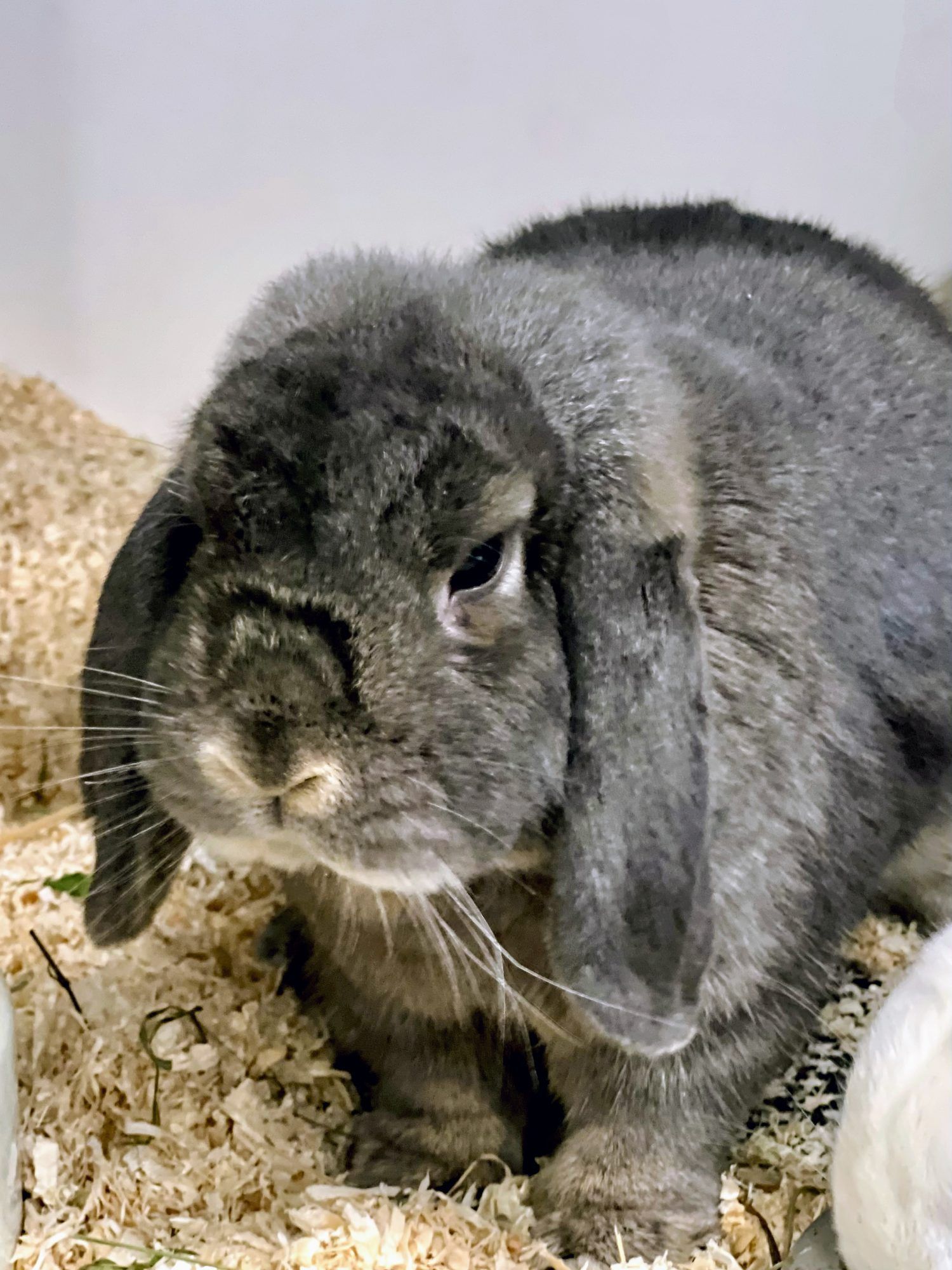 Misty sucht gemeinsam mit Partner Frosti ein neues Daheim