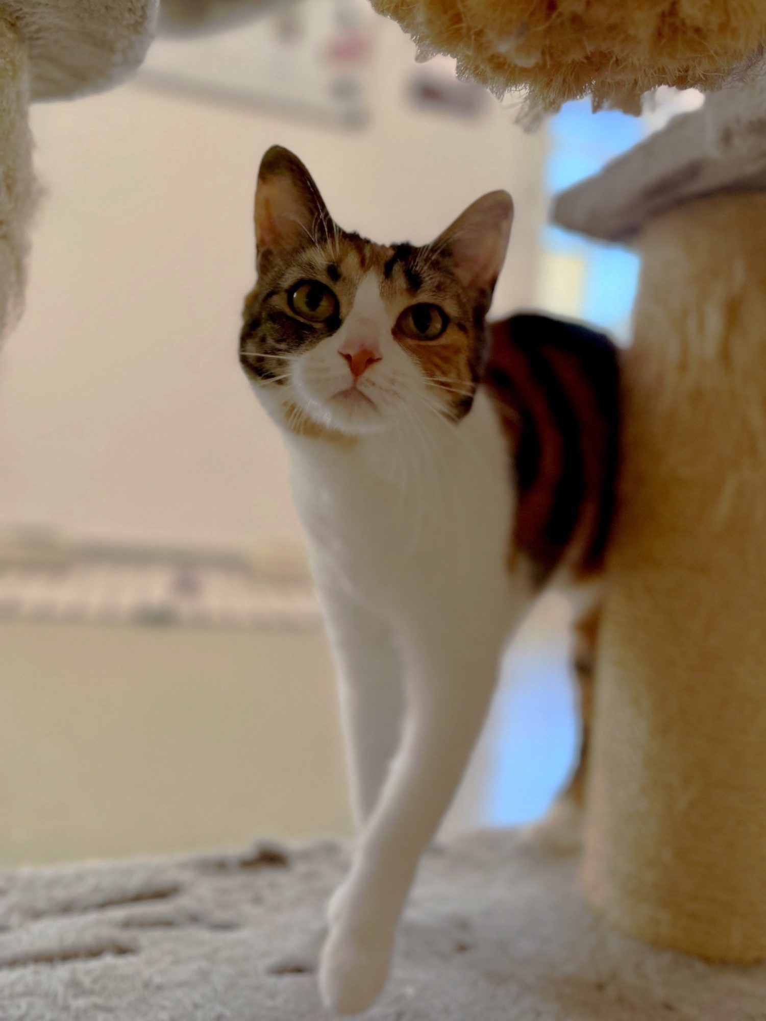 Cookie wünscht sich ein Zuhause