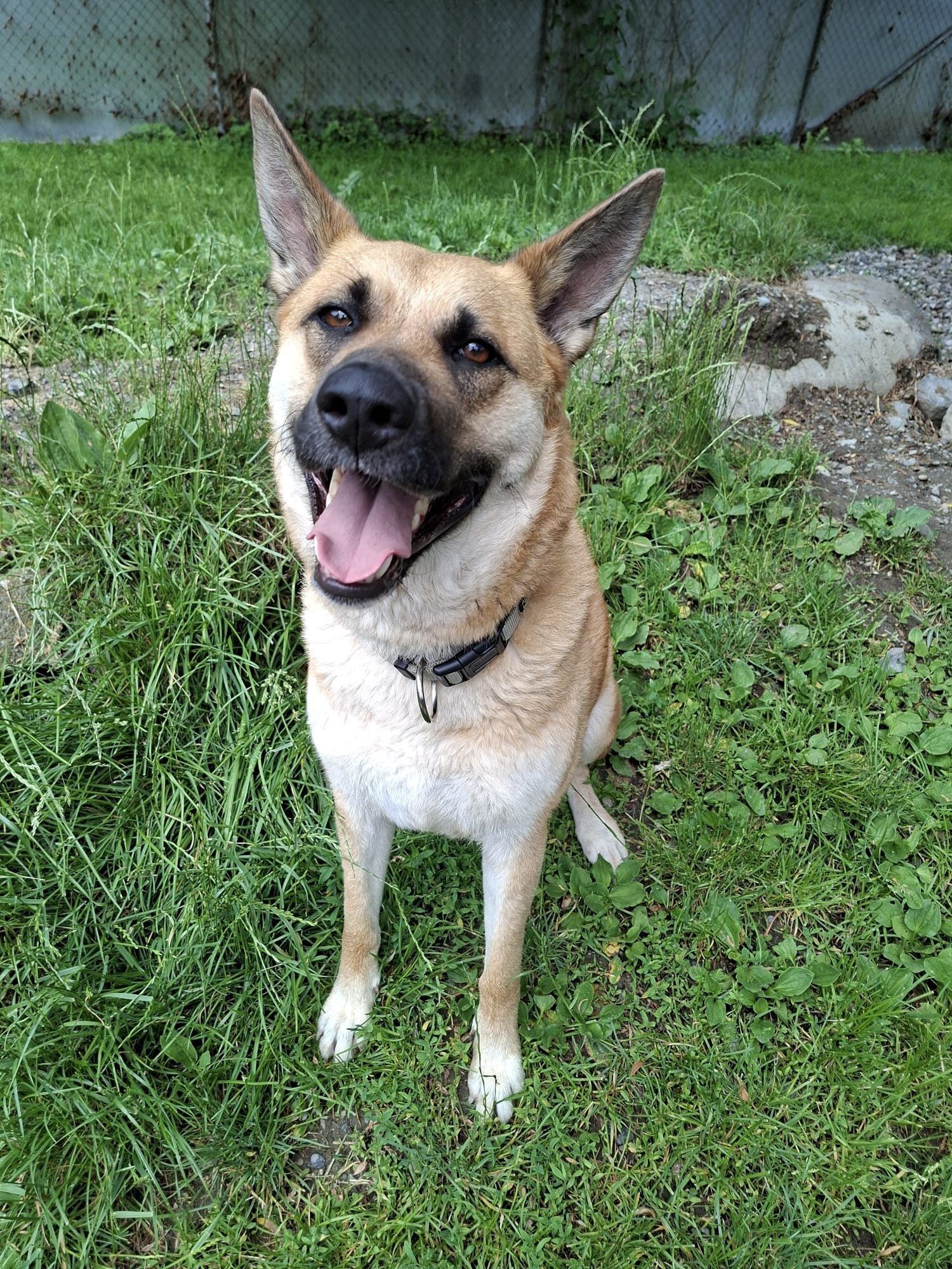 Akita-Mix-Hündin Luna sucht liebevolle Menschen