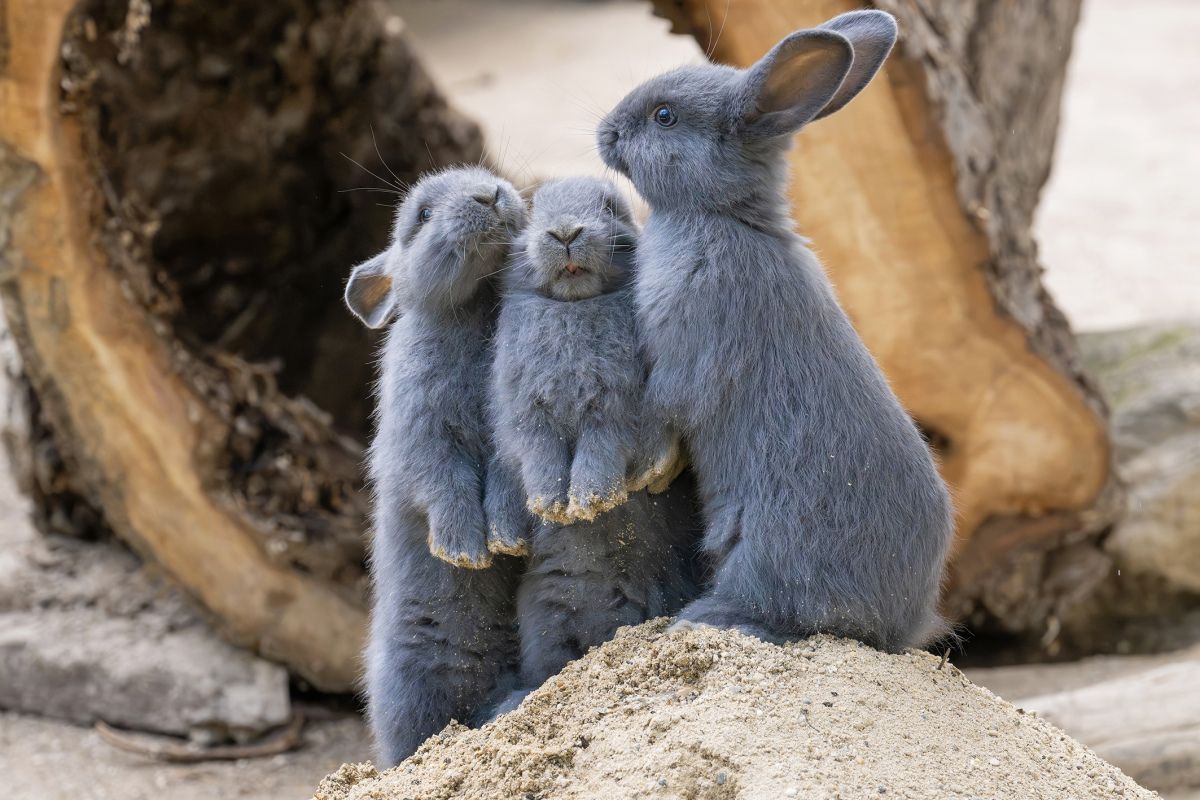 Freude über junge Blaue Wiener in Schönbrunn