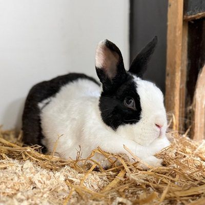Kaninchen-Bub Blume ist auf Partnersuche