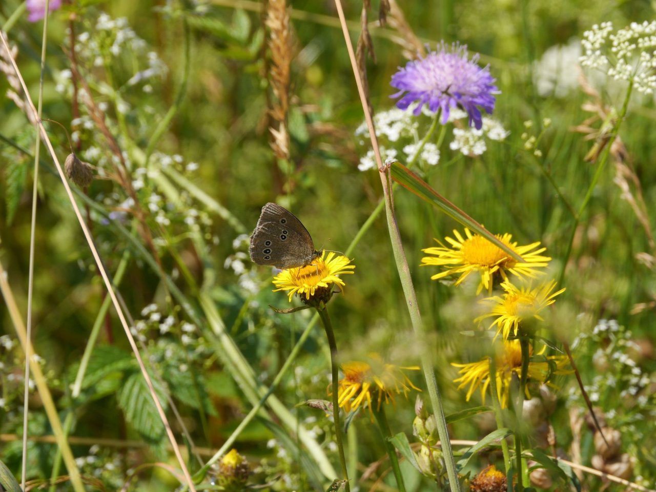 Artenreiche Naturschätze im Walgau