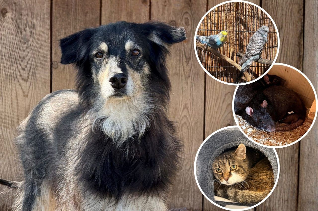 Diese Tiere suchen nach einem schönen Zuhause