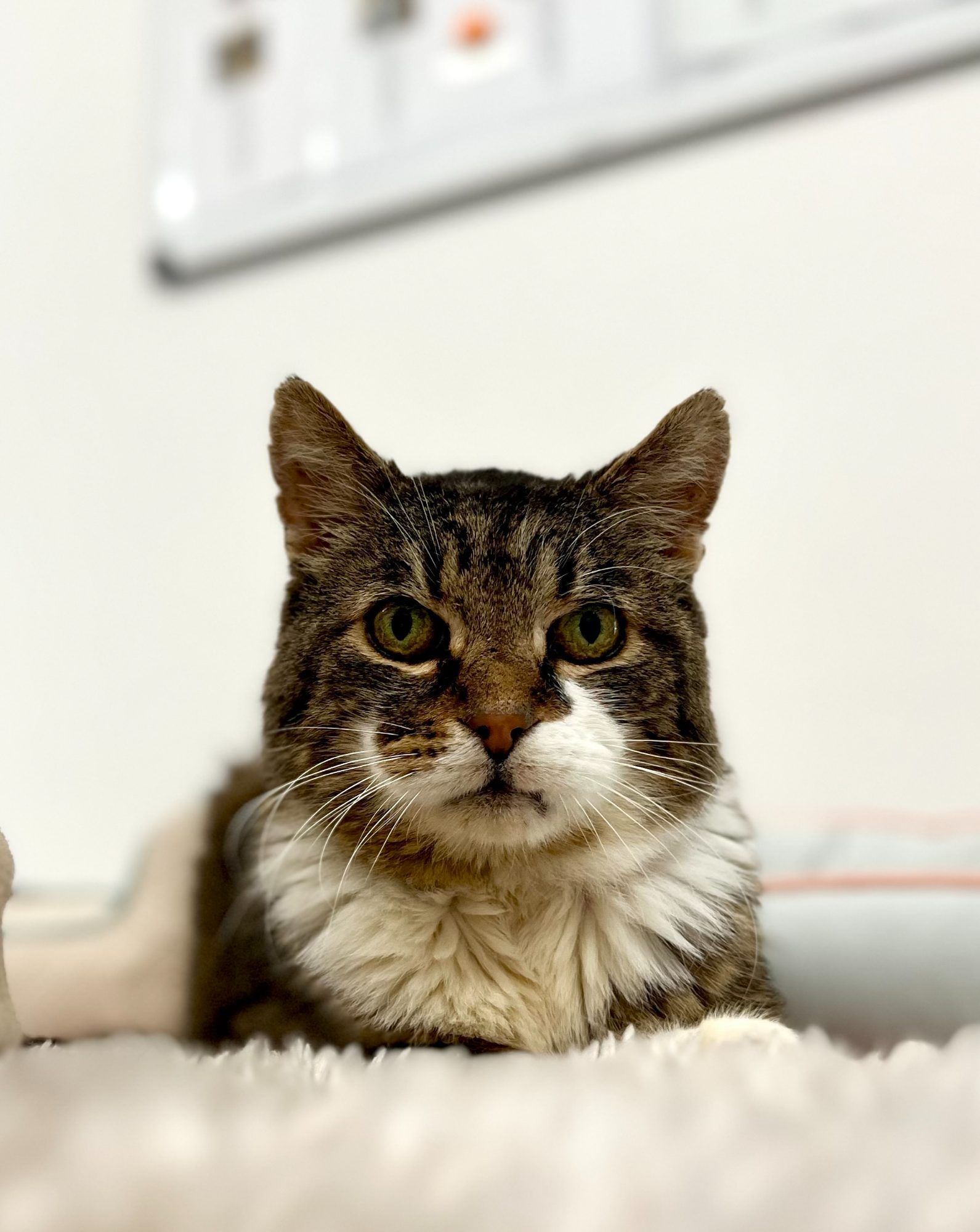 Der liebe Senior-Kater Lars sucht ein ruhiges Zuhause