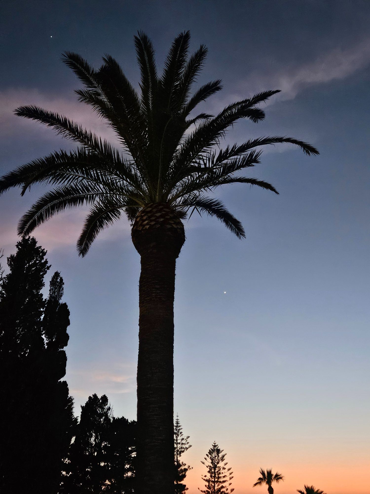 Jupiter links oberhalb und Venus rechts unterhalb der Palmblätter. Seit dieser Aufnahme Mitte Mai haben die Planeten ihre Positionen gewechselt und stehen tief im Westen. Foto Seeberger