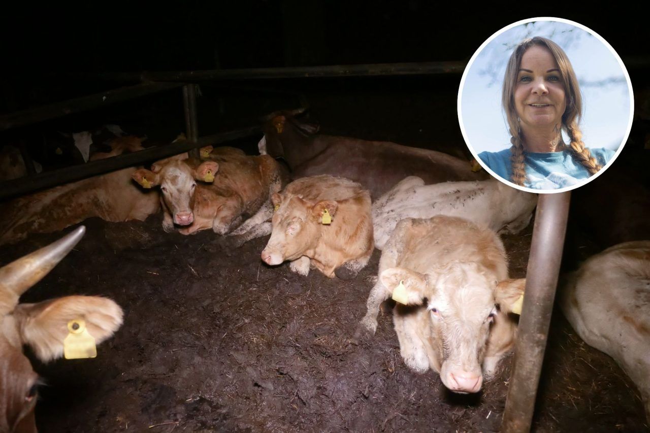 Rinderhof im Unterland erneut im Visier des VGT: Amtstierärztin sieht "keine schwerwiegenden Verstöße"
