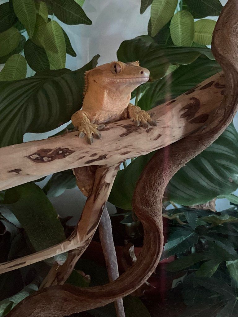 Gecko, Schlange