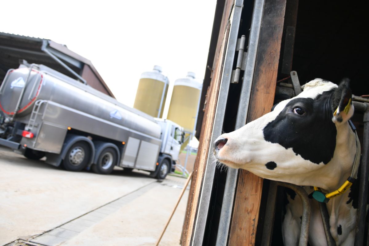 Kühe geben viel mehr Milch als noch vor zehn Jahren