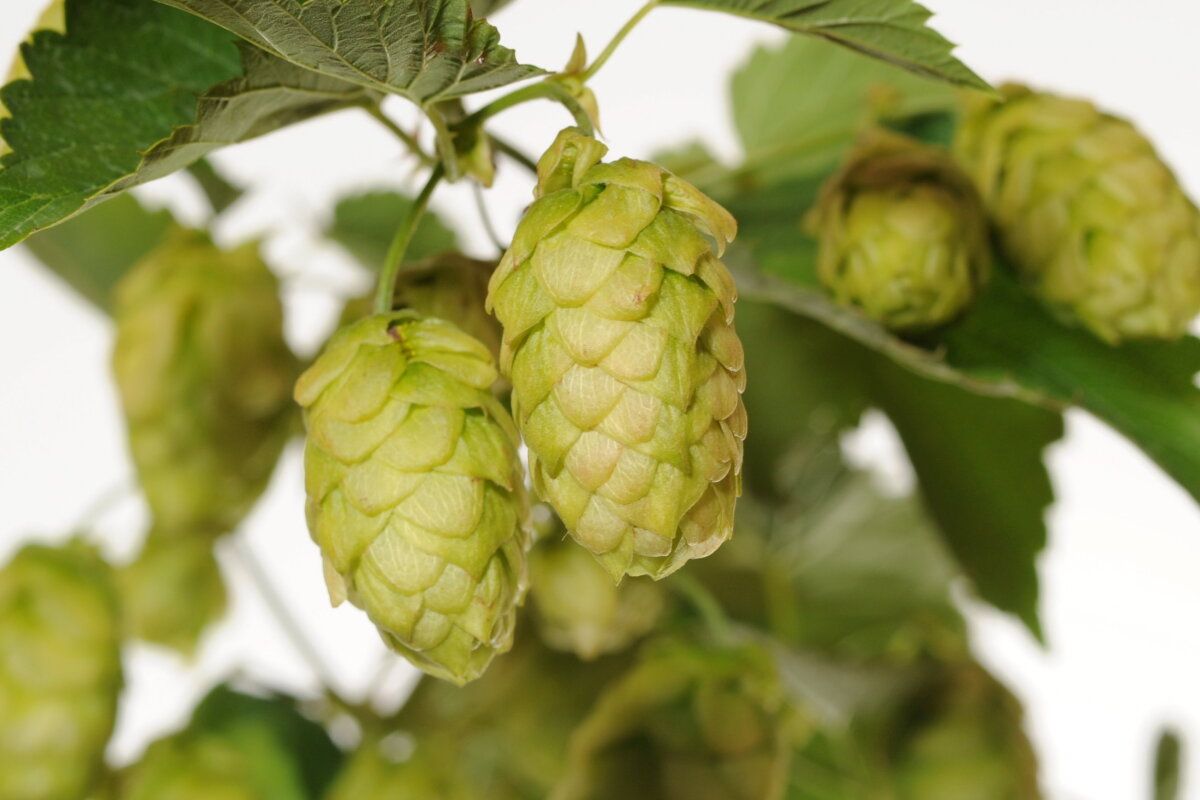 Weltweit wurden 1,4 Milliarden Liter weniger Bier gebraut