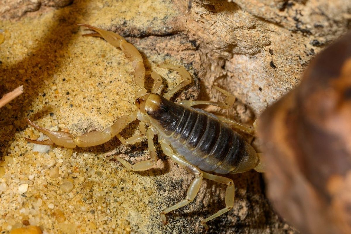 Der Haarige Wüstenskorpion zieht ins Haus des Meeres ein