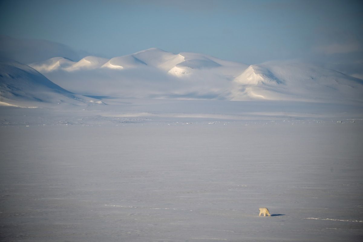 Eisbär auf Spitzbergen wegen Gefahr für Menschen erschossen