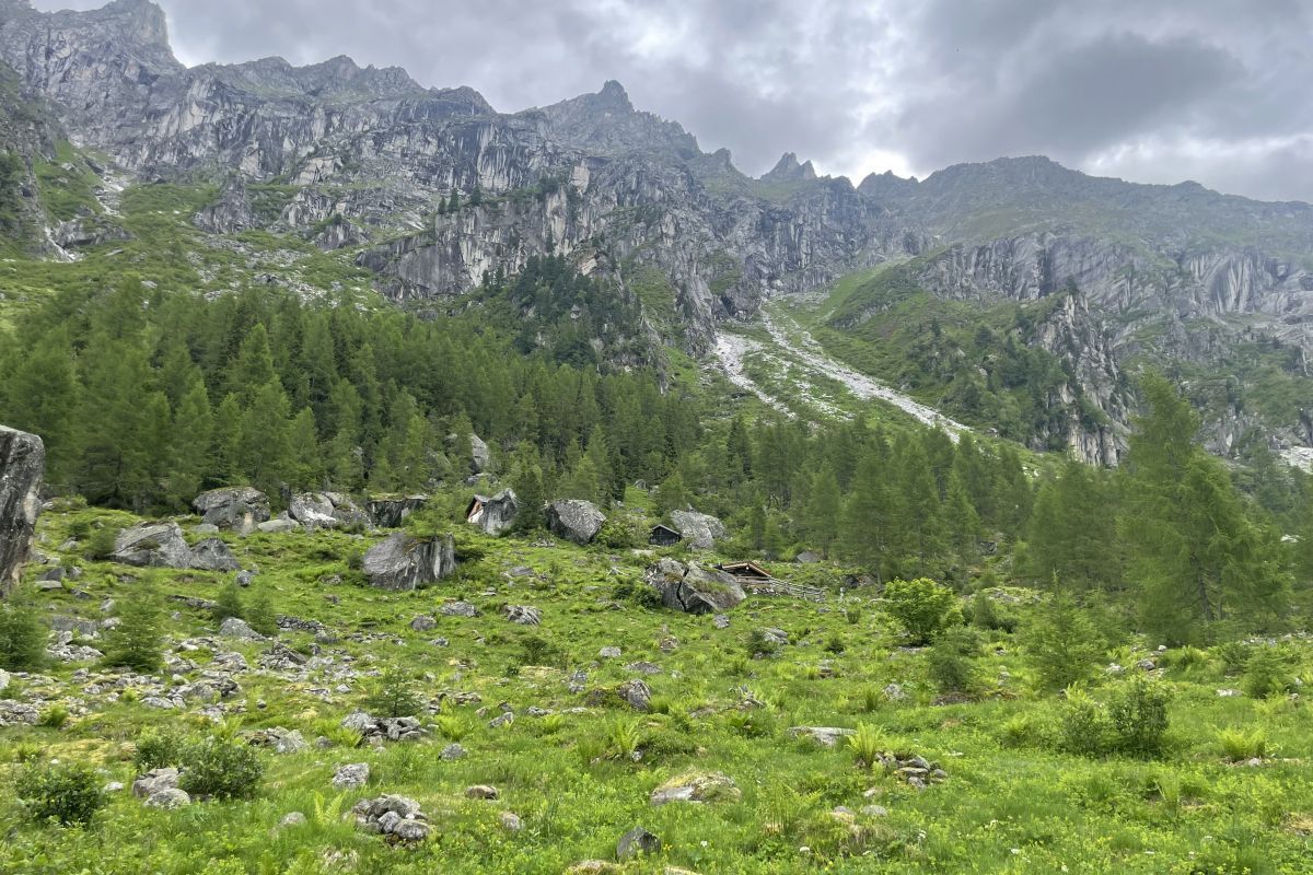 Aufgelassene Alm als Freiluftlabor: Die Wildnis kehrt zurück