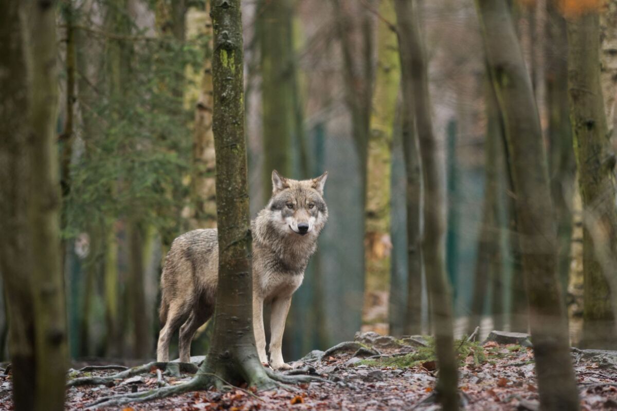 Erstmals Wolf in der Steiermark zum Abschuss freigegeben