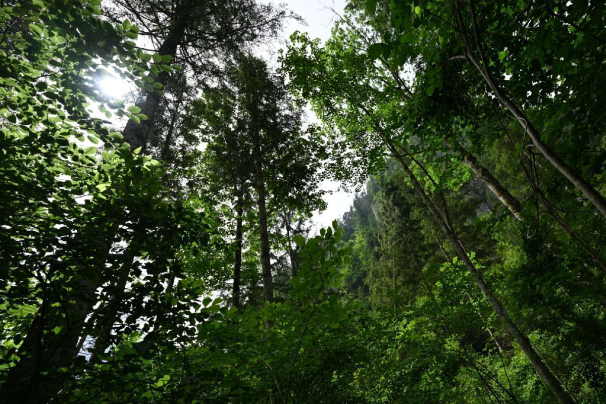 Truppenübungsplatz Bruckneudorf pflanzt klimafitte Bäume