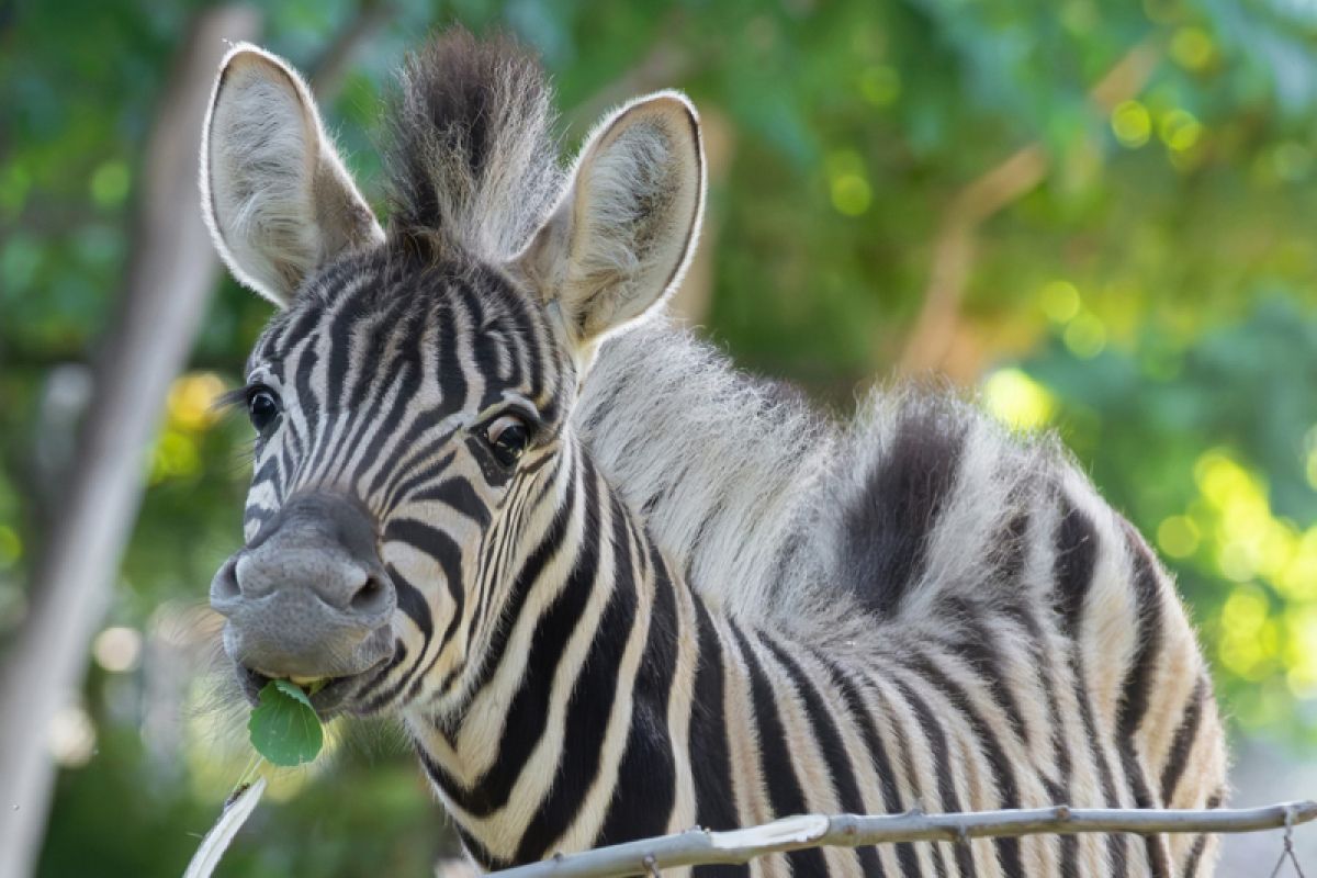 Zebra-Nachwuchs im Tiergarten Schönbrunn