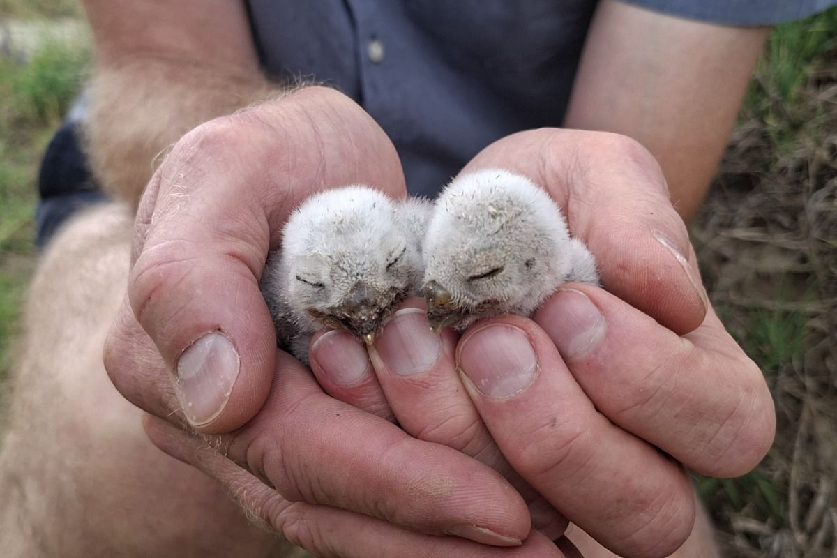 Forschende greifen dem Steinkauz unter die Schwingen