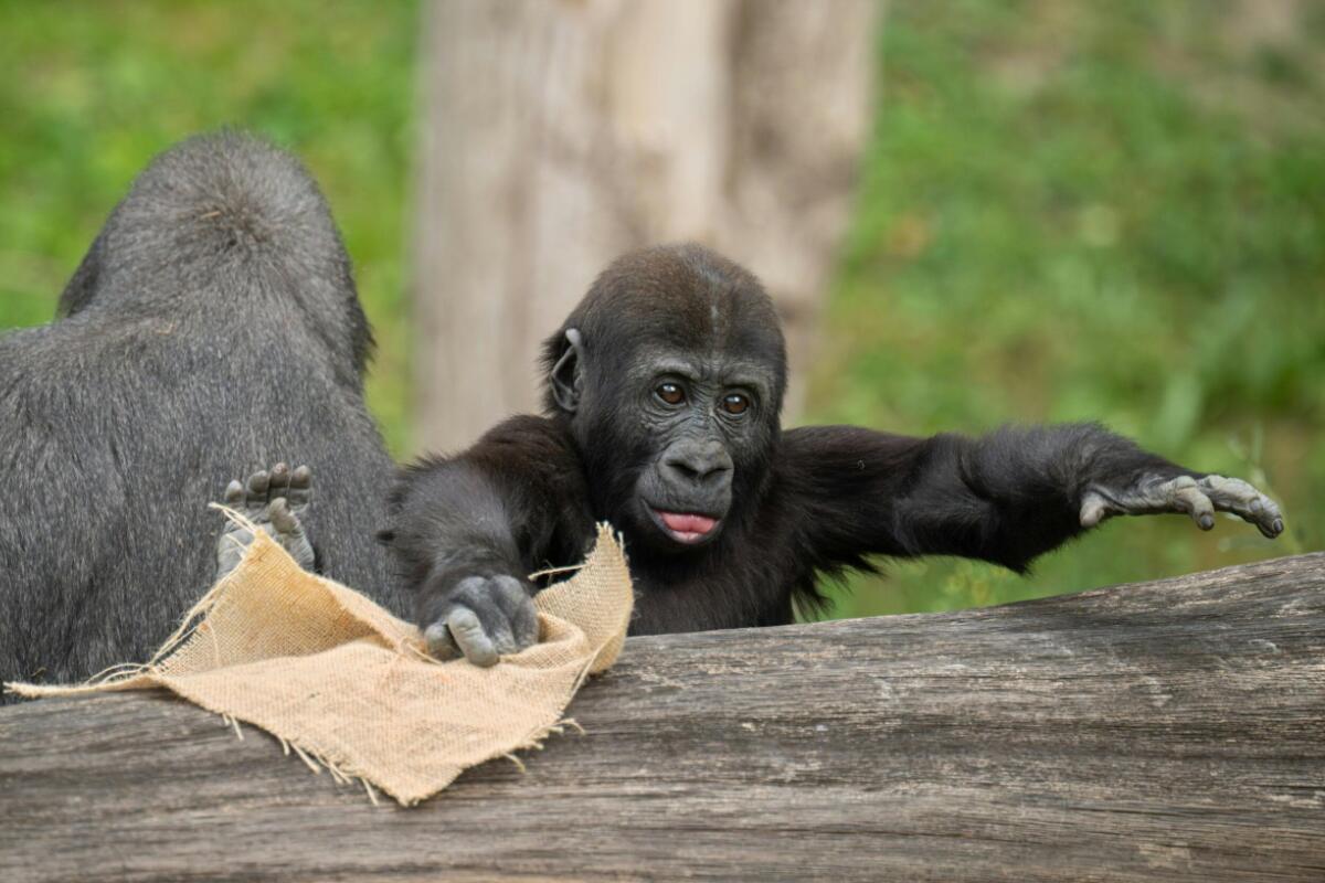 Geburtstagstorte für Gorillanachwuchs im Zoo Schmiding