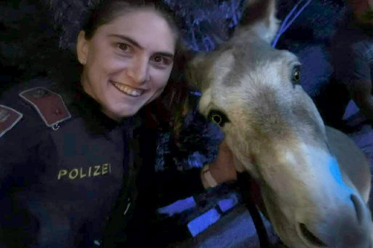 Polizisten fingen Esel auf Wiener Westeinfahrt ein