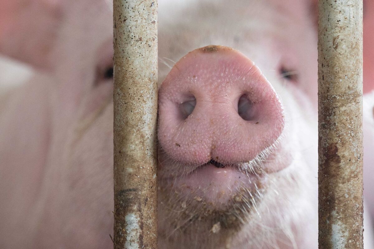 Bei Stallbrand in OÖ etwa 600 Schweine getötet