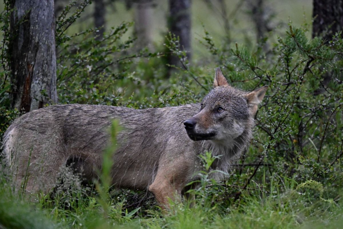 Erstmals Wolf in der Steiermark geschossen