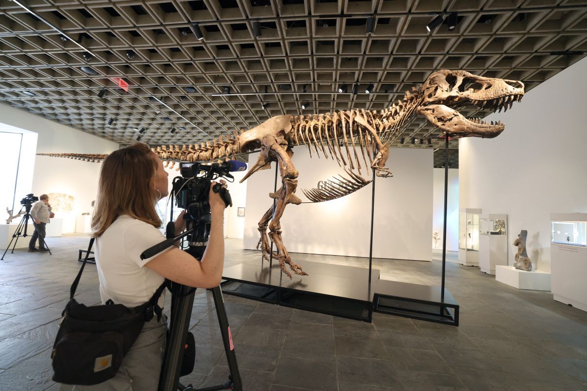 Rekord: T-Rex-Skelett für 50 Millionen Dollar versteigert