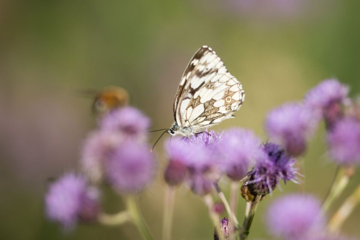 Schmetterlingszählung startet am 20. Juli in ganz Österreich