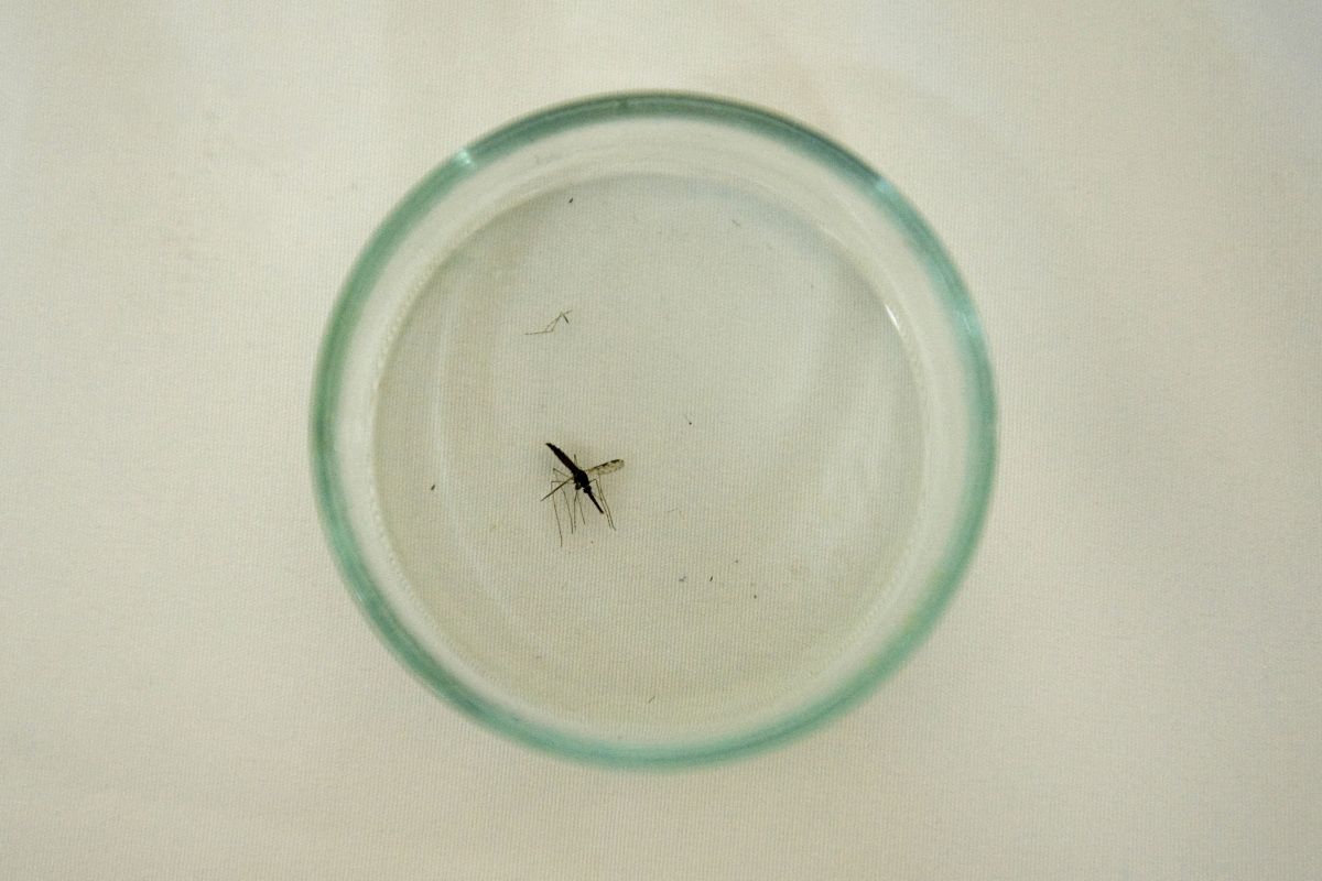 Vier Angestellte am Frankfurter Airport an Malaria erkrankt