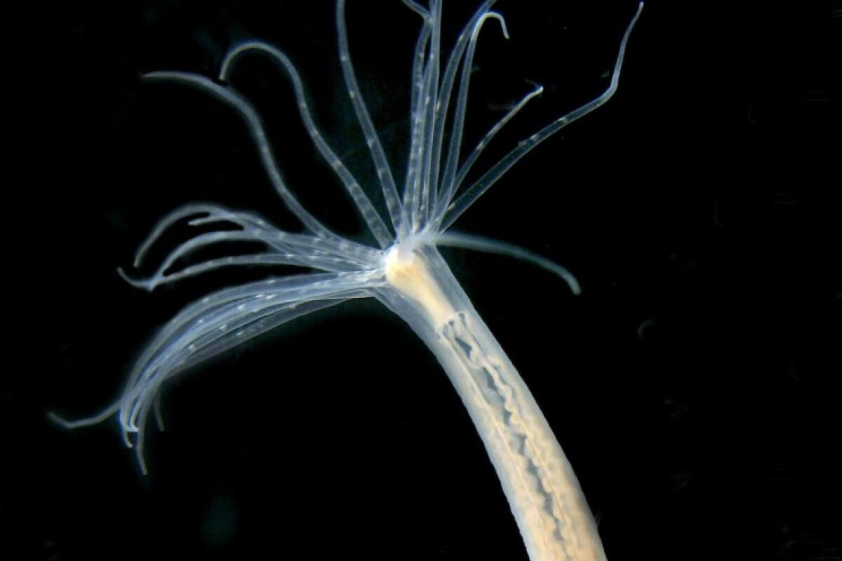 Baumeister für Neuzusammenstellung von Seeanemonen entdeckt