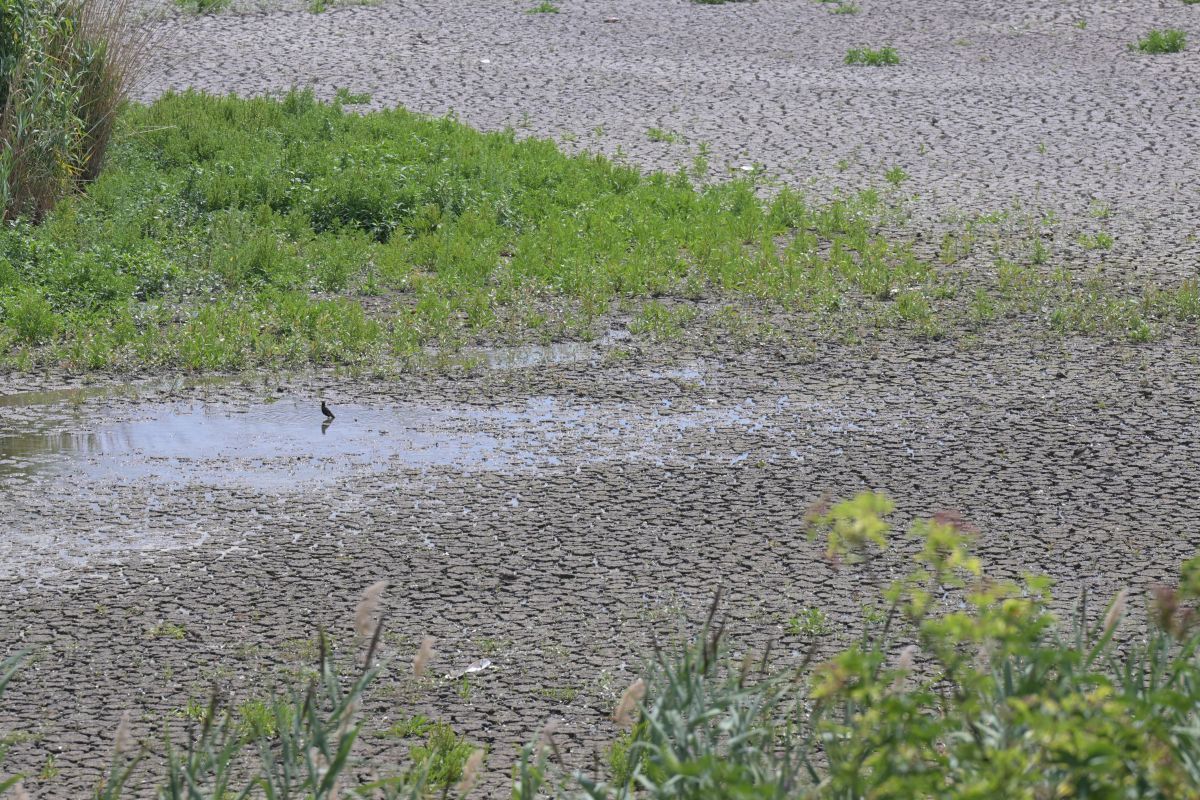 Gewitter brachten nur "kleine Entspannung" bei Trockenheit