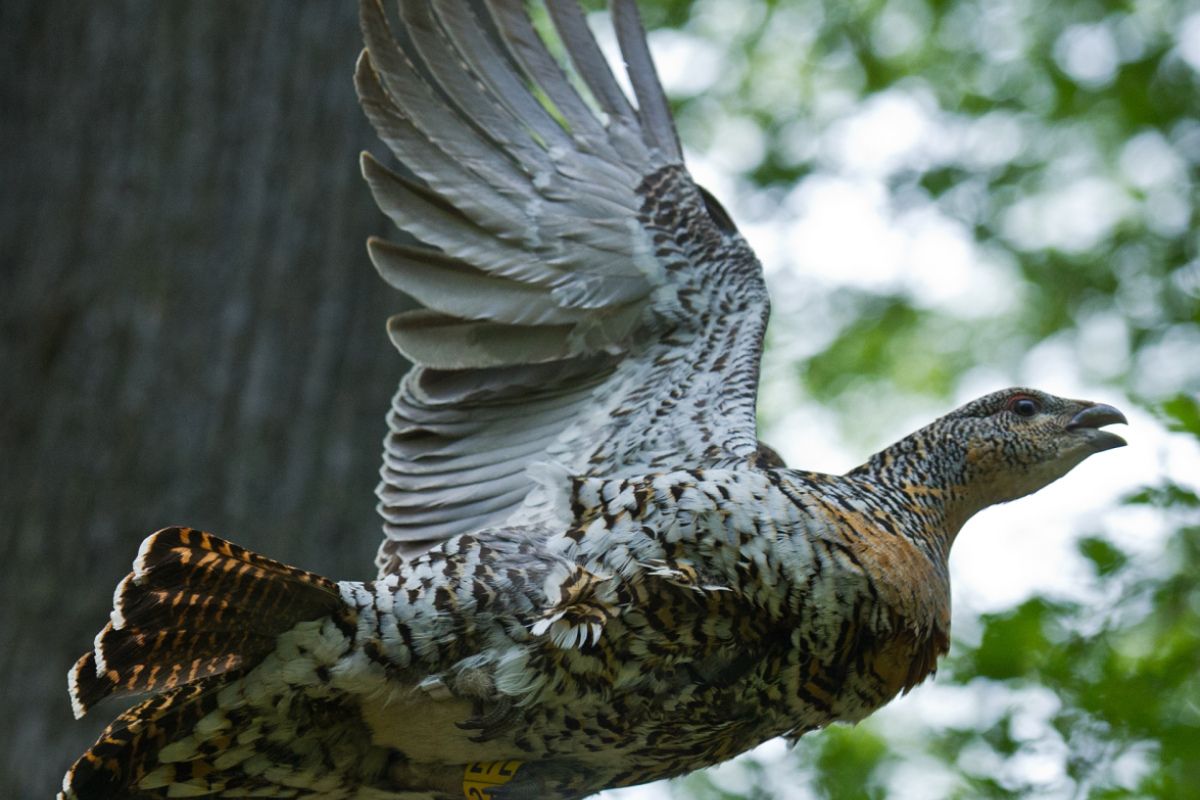 Bundesforste setzen bei Erfassung gefährdeter Vögel auf KI