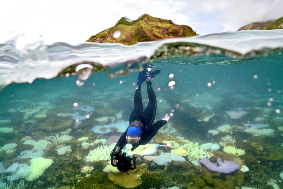Warnung vor "Kollaps des Ökosystems" am Great Barrier Reef