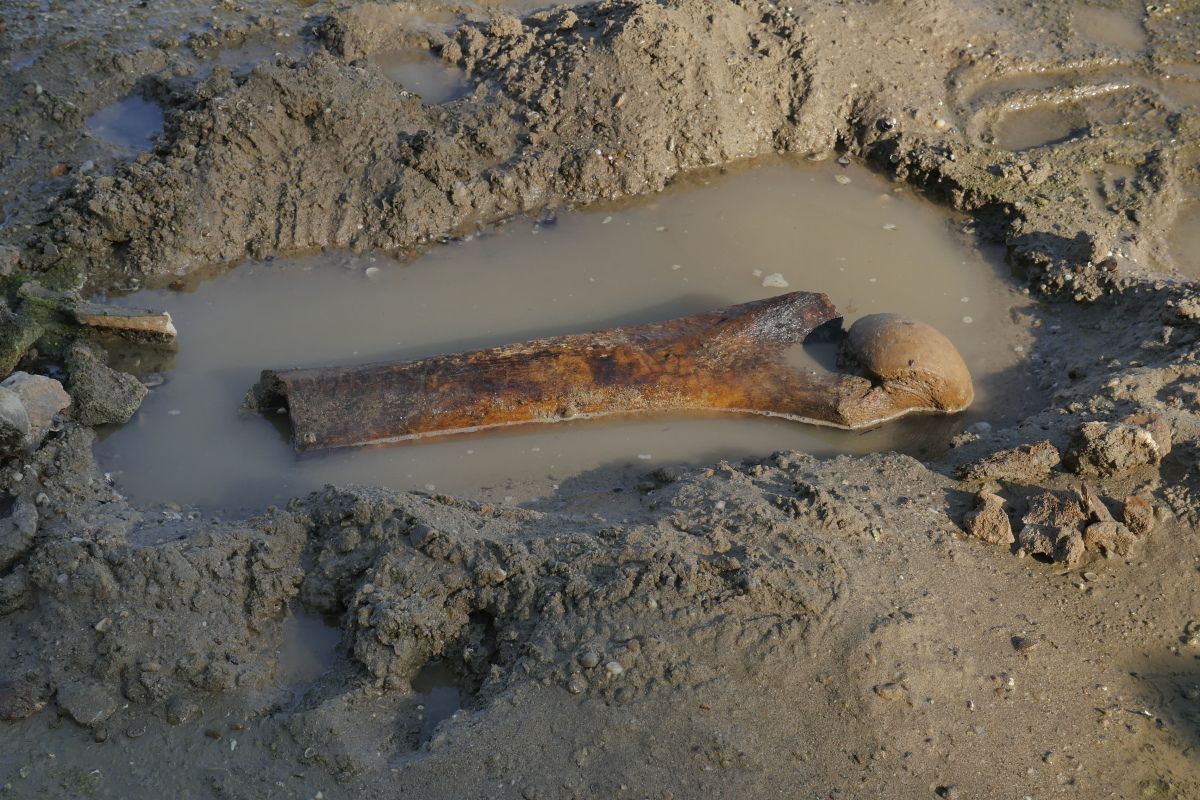 Niedrigwasser der Donau gibt Mammutknochen in Bulgarien frei