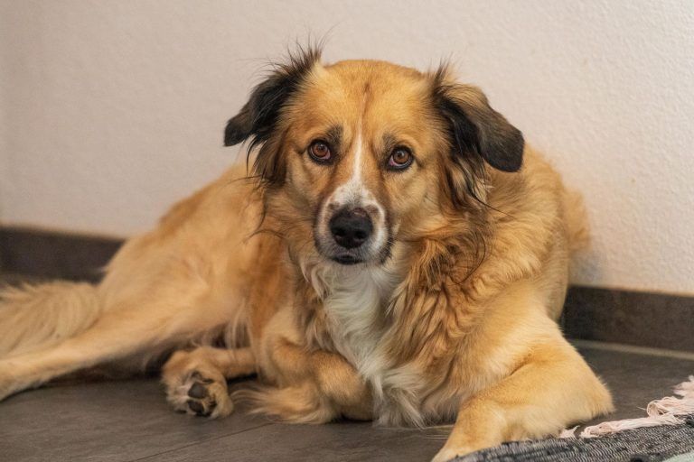 Ein Hund ist kein Kuscheltier