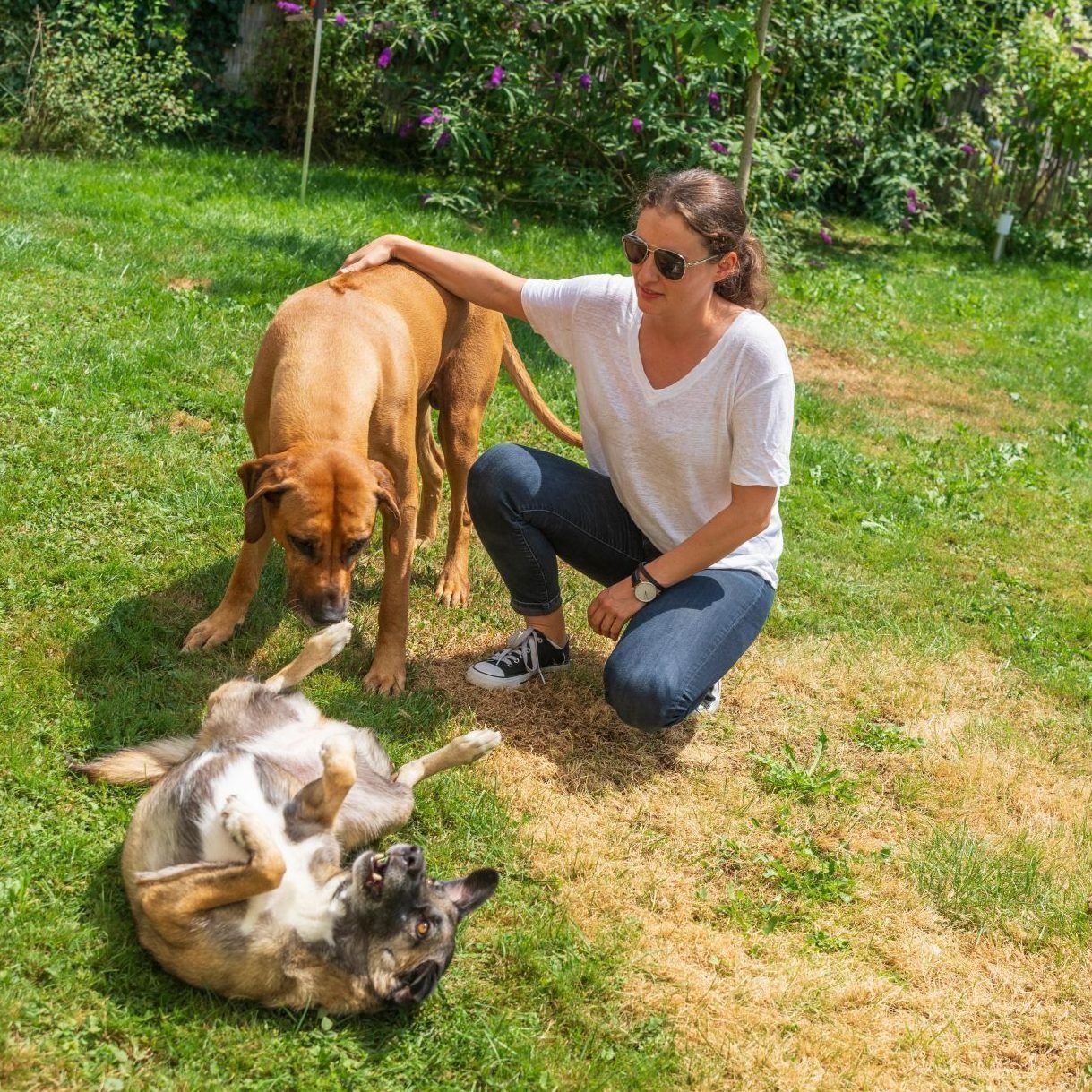 Ein Hund ist kein Kuscheltier