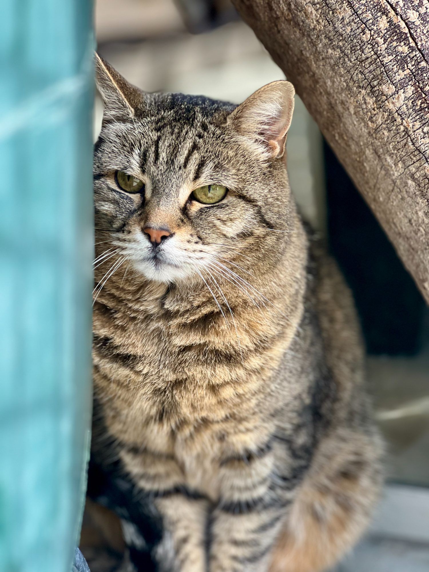 Die sensible Katzendame Margret