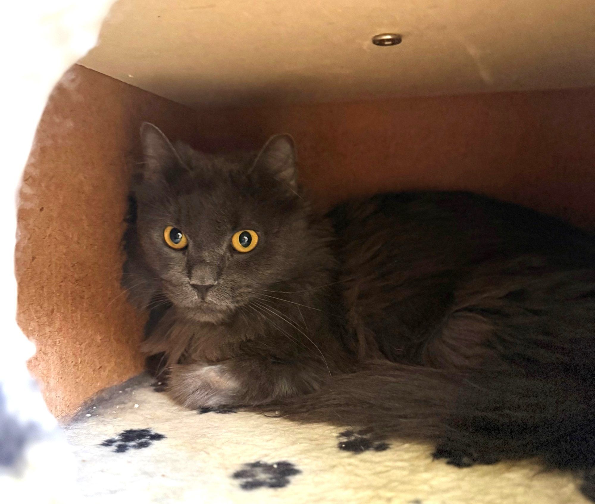Schüchterner Katzen-Opi braucht ein wenig Zeit