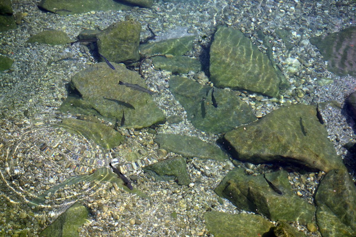 Die Flüsse in Österreich haben sehr wenig Wasser