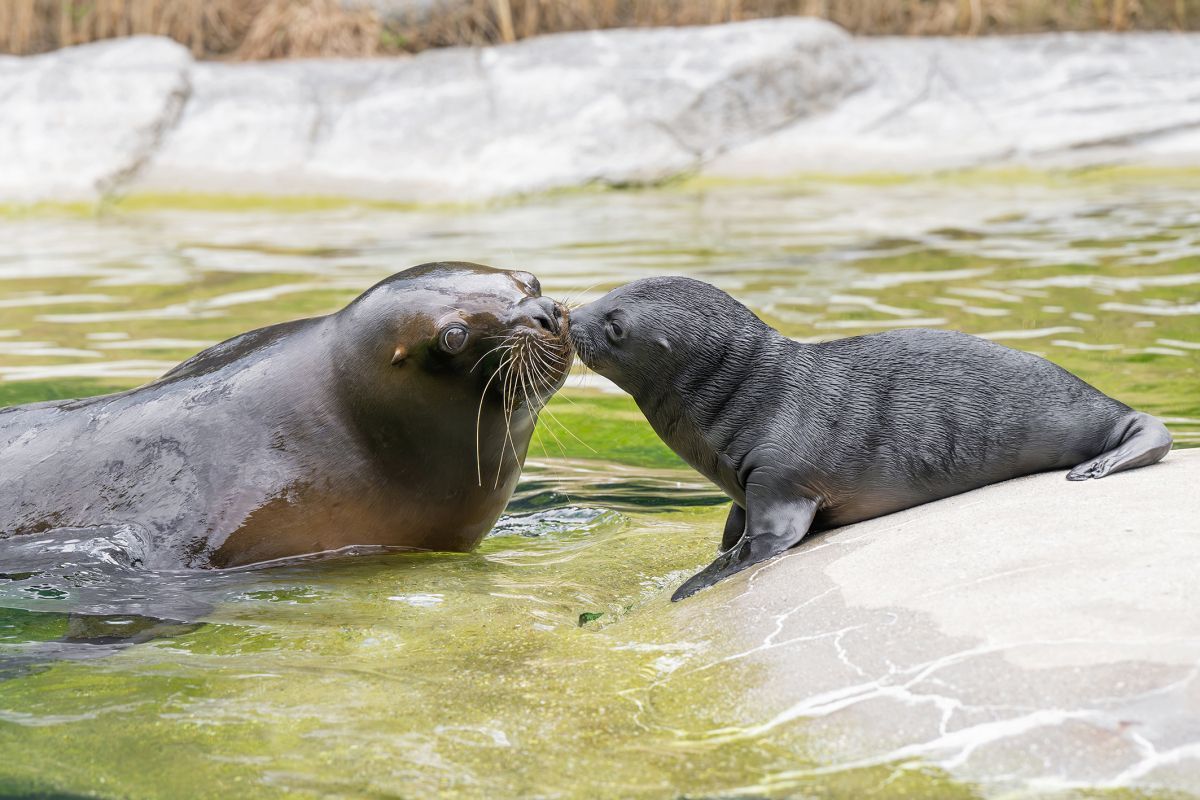 2 Mähnenrobben im Zoo Schönbrunn geboren
