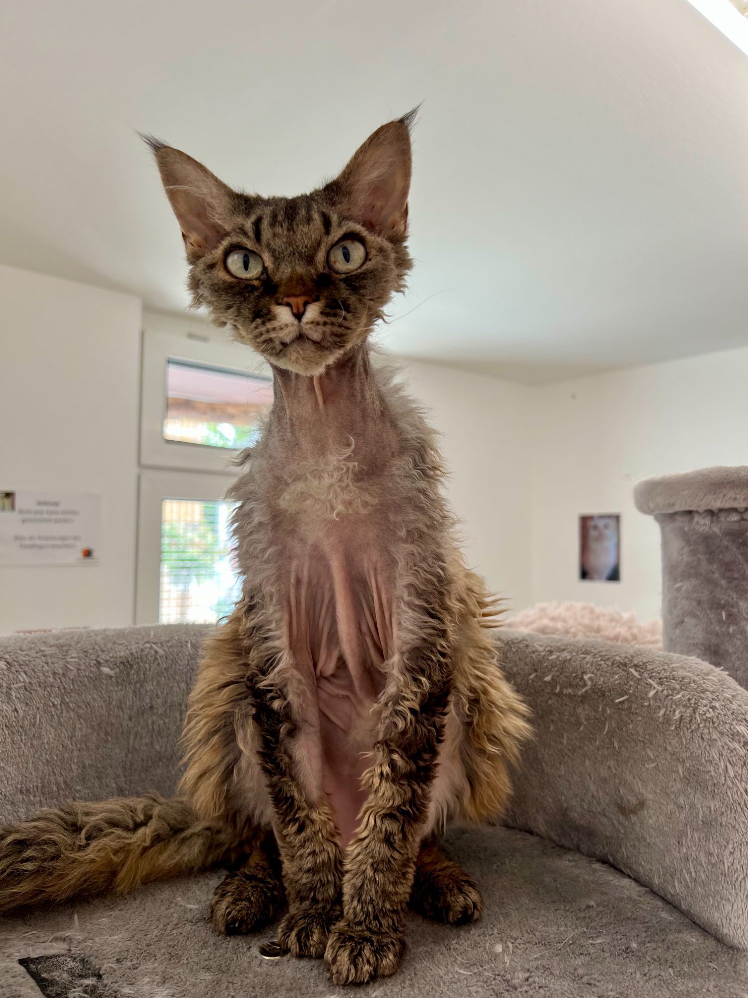 Der verschmuste Kater Igor wünscht sich ein eigenes Zuhause