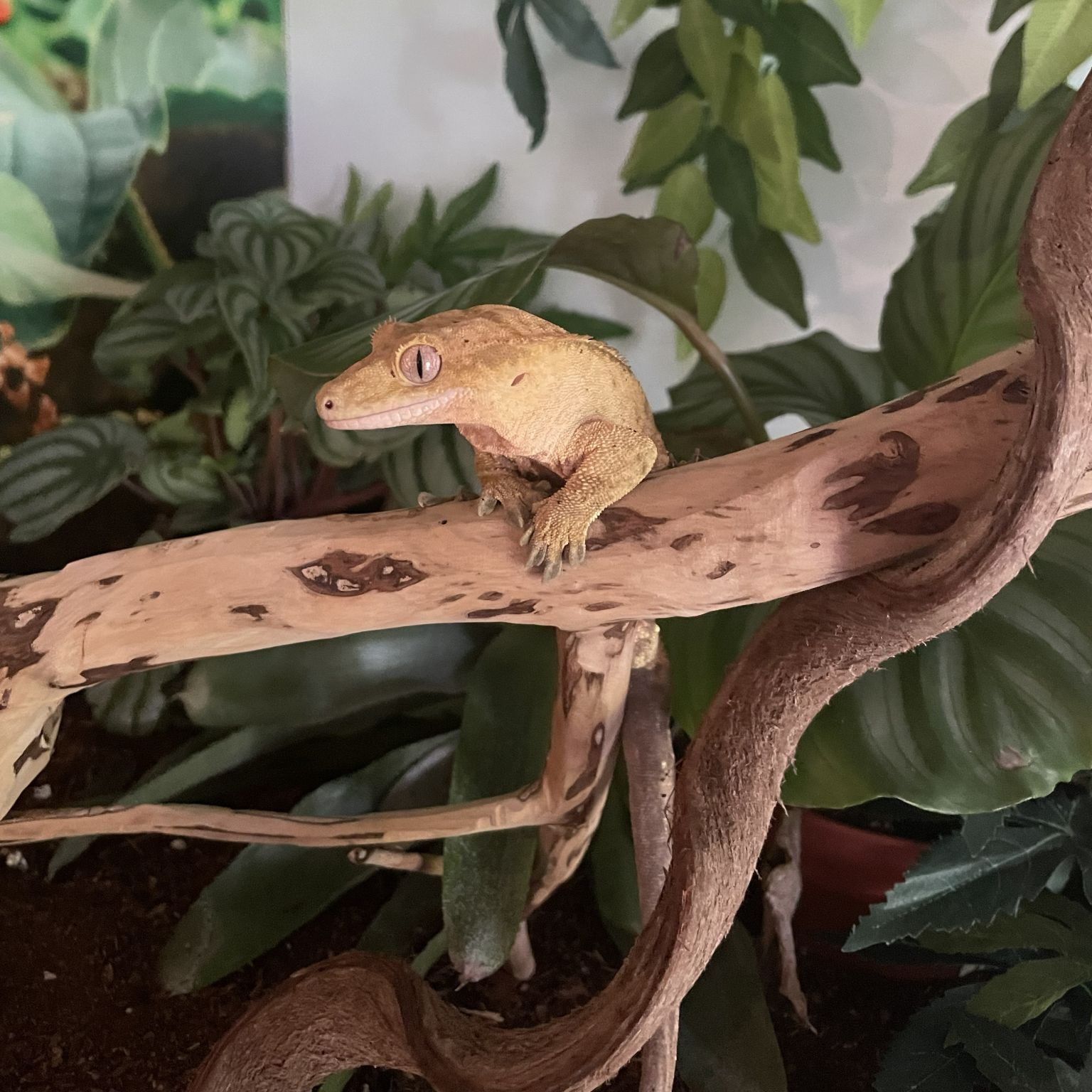 Gecko, Schlange