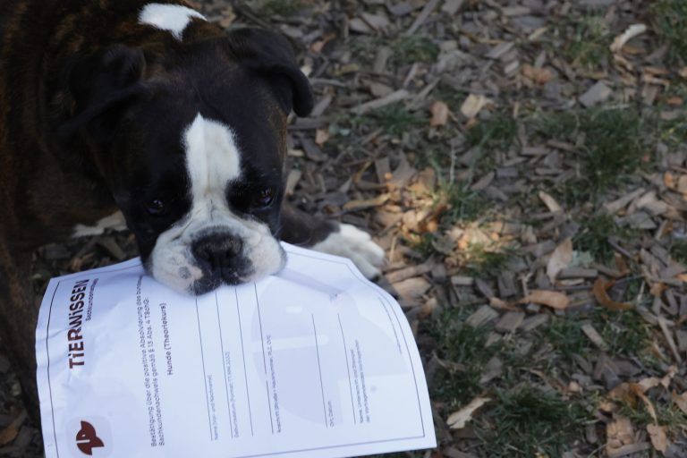 Was Vorarlbergs Hundehalter beim neuen Nachweis jetzt ausbremst